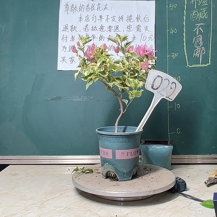 完全开放造型 中国丽人022