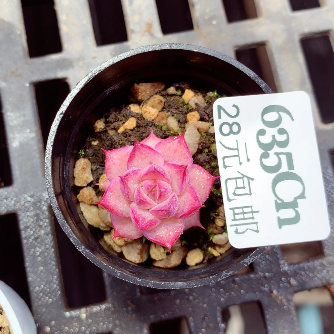 5厘米盆精控多肉635