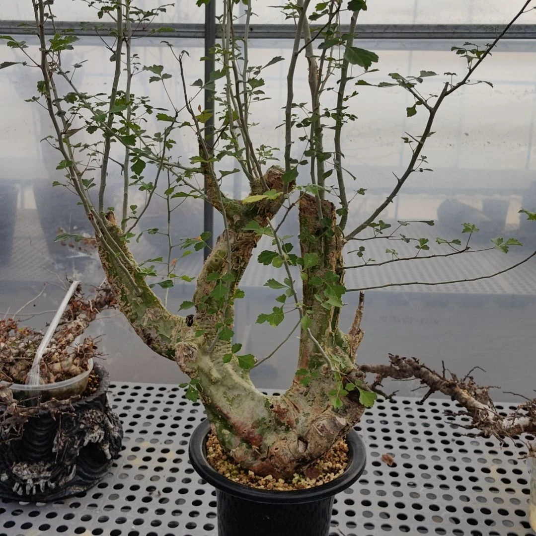 卡派翠斯橄榄熟桩可寄养