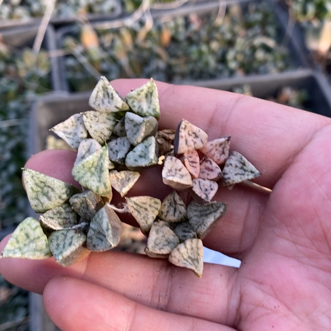 1721 一颗小潘多拉魔盒 超级福利