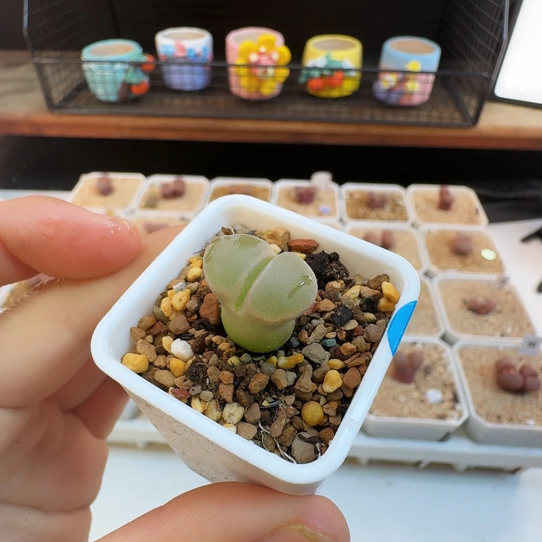 多肉植物福利肉锥769
