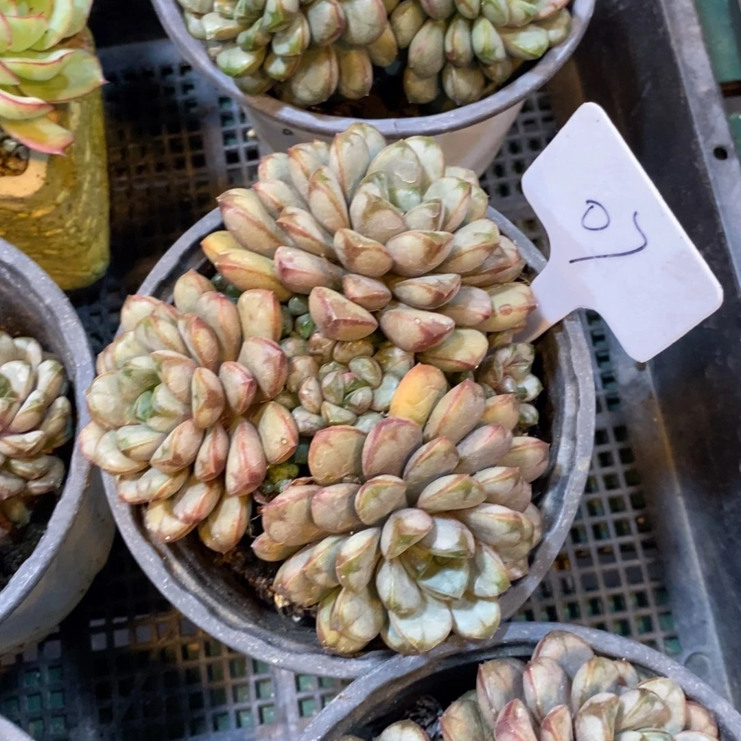 可以吗你说你不知道