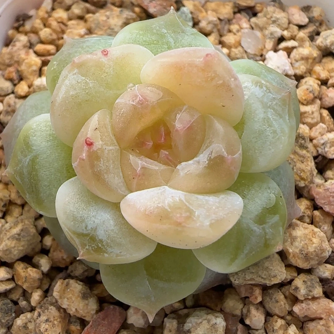 【满29包邮非偏远】739