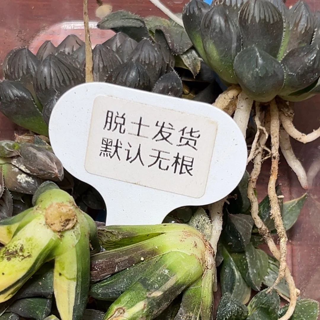 恭喜发财大吉大利501