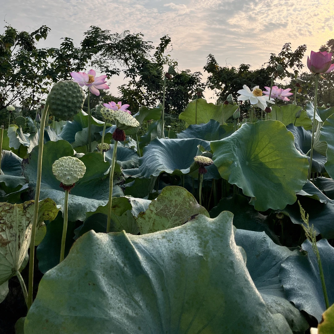 2025年正宗农家磨皮白莲无硫无漂去芯红莲