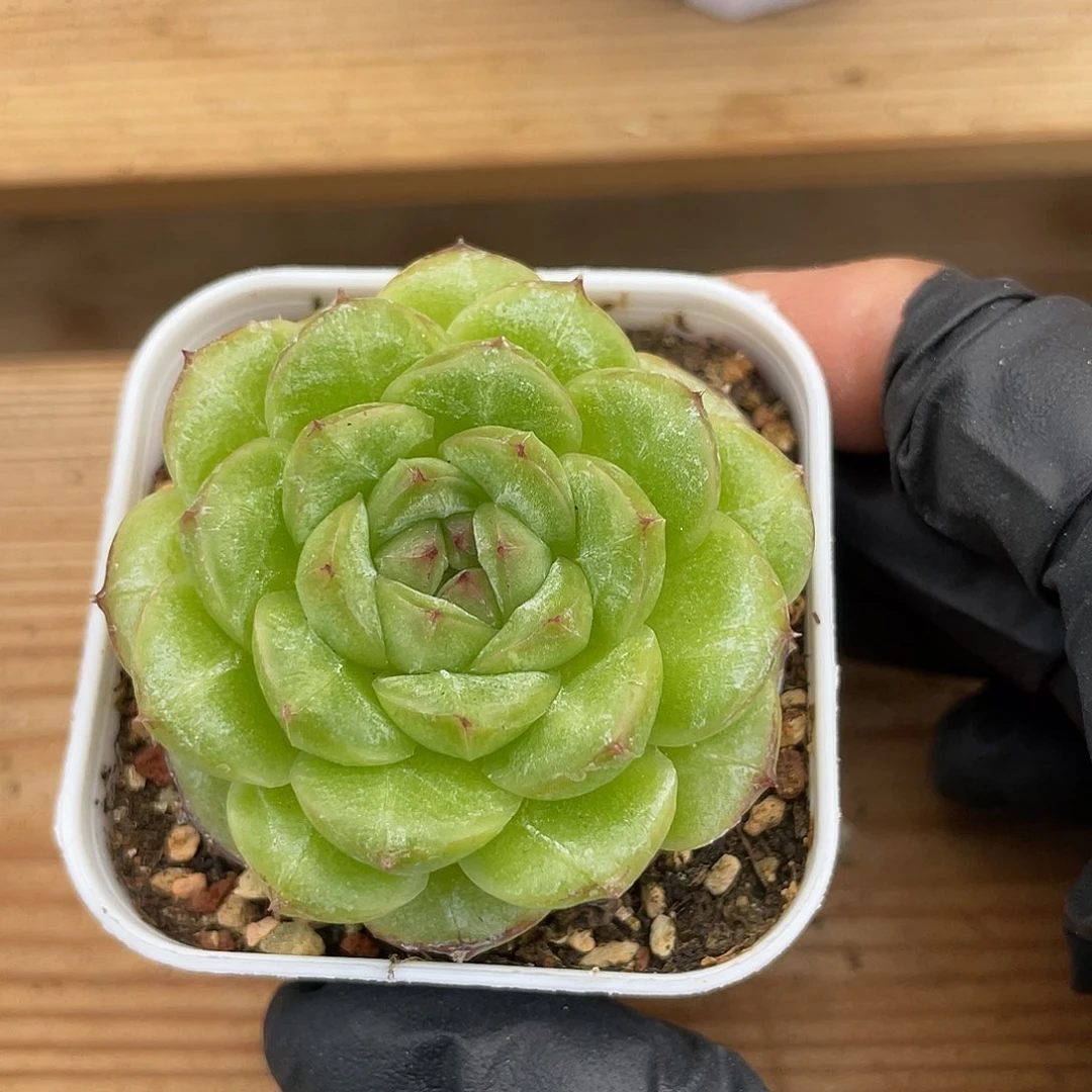 优选珍妮福利1102