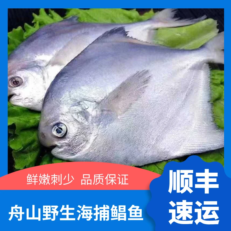 舟山东海新鲜鲳鱼海鲜捕捞非冷库货码头直发