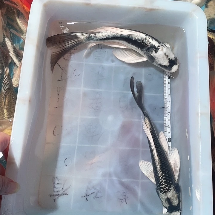 蝴蝶鲤鱼渔场直播78