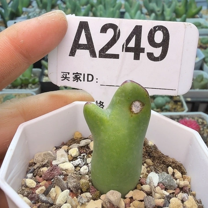 249。满38包邮肉锥