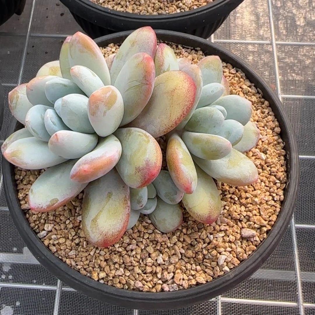 从前慢花园精选多肉雪美人