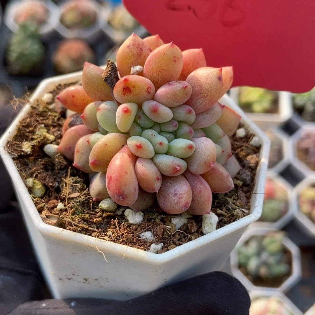 256爱丽儿缀多肉植物保护