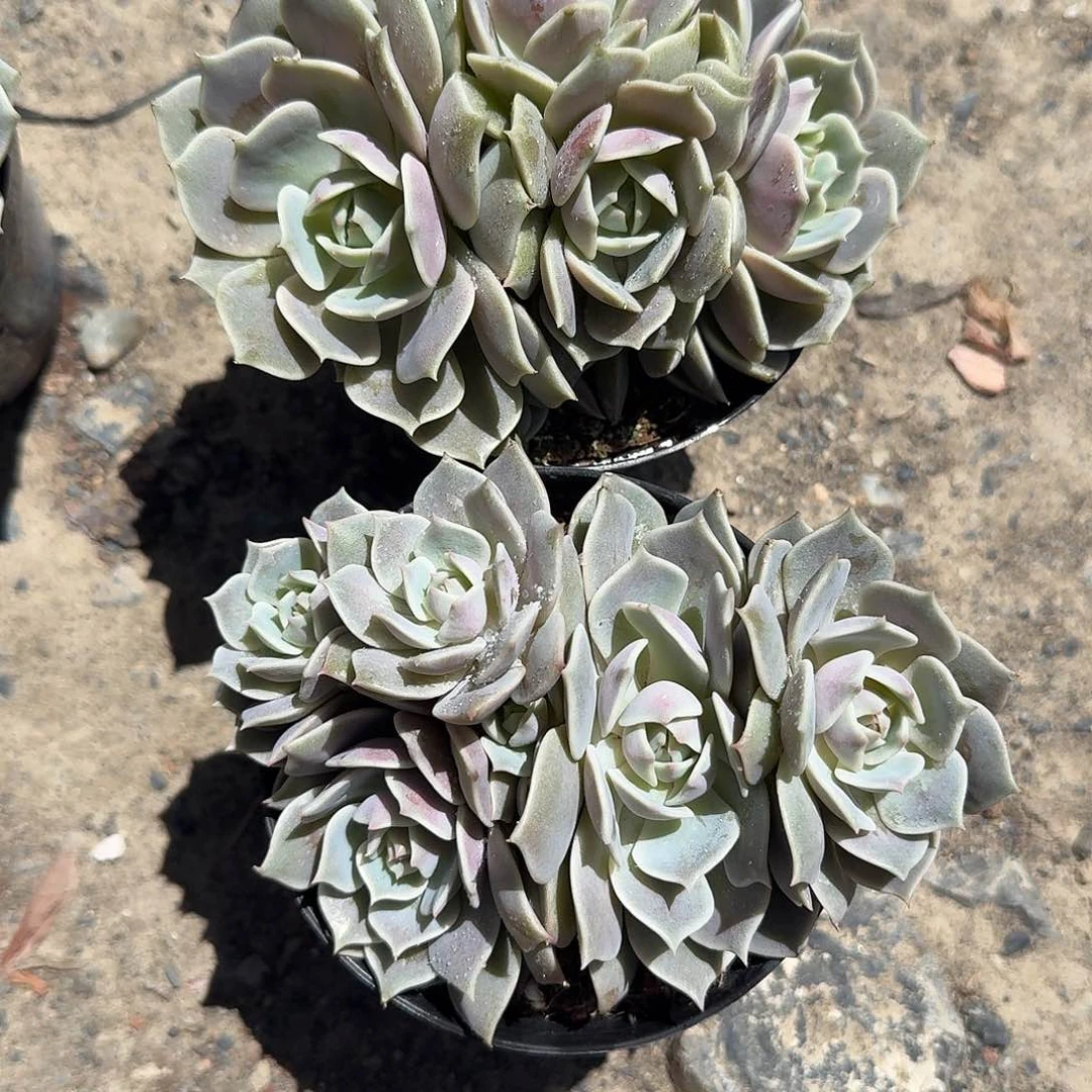 美***梦两颗露娜莲多肉植物