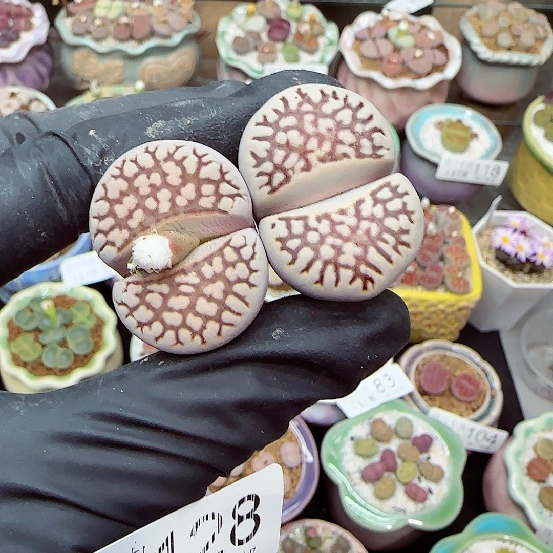 生石花满18包邮1118-128