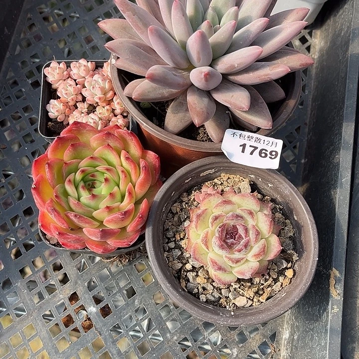 阿雅园艺。       1769四颗