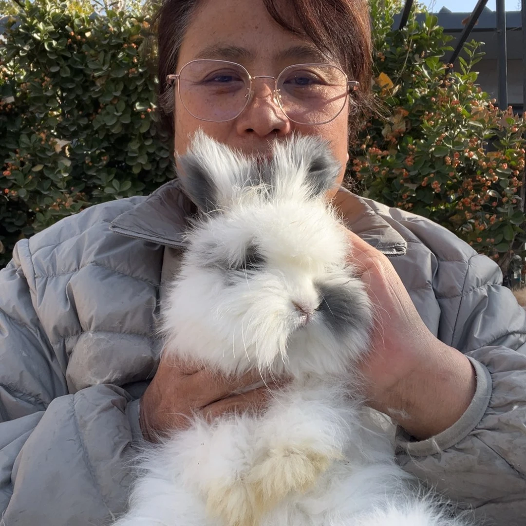 英系安哥拉宠物兔子