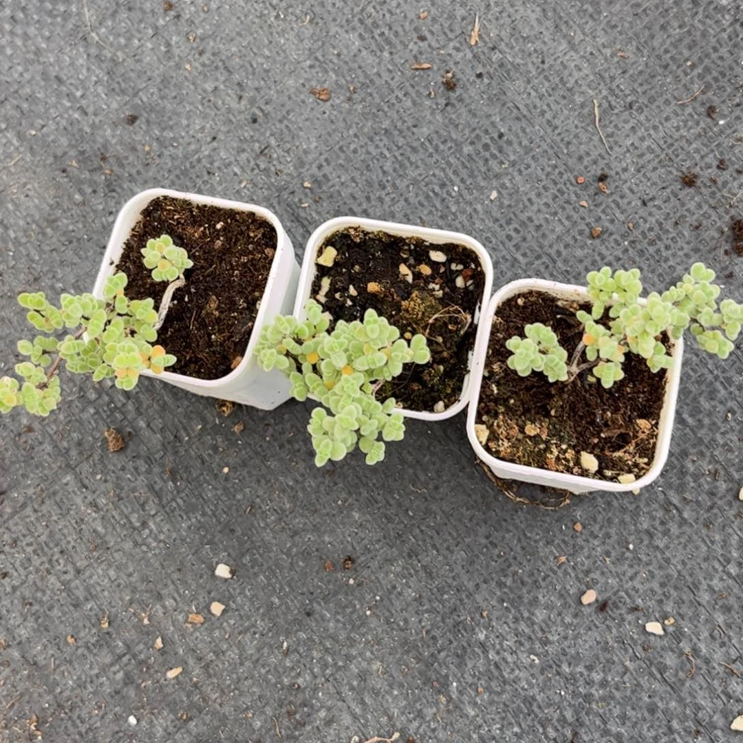 七***托莱斯优选枝干番杏