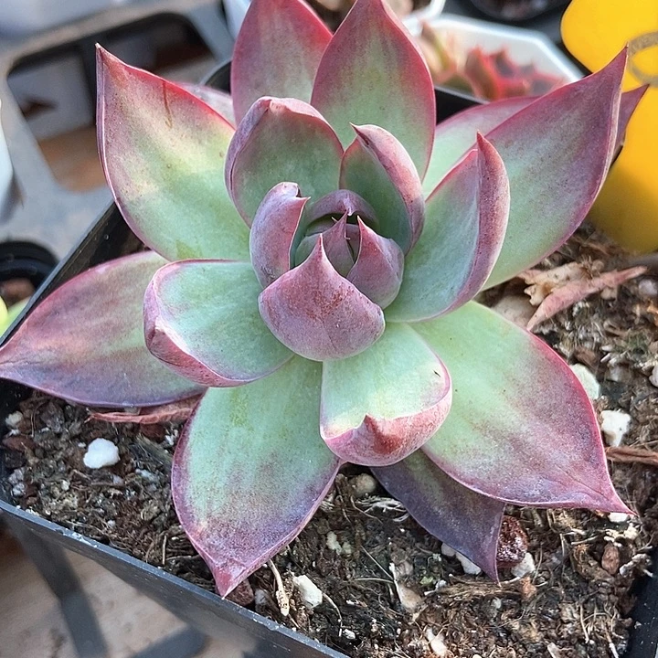 多肉植物惊鸿仙子855多肉