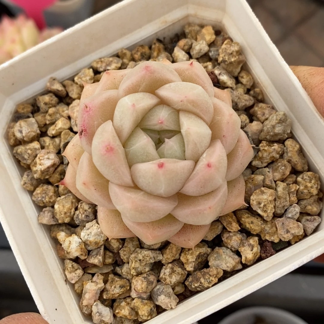 精晶多肉一物一拍不包整55