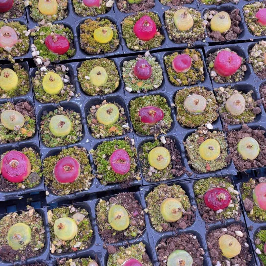 量拍46号 彩色六年毛汉尼组合六个