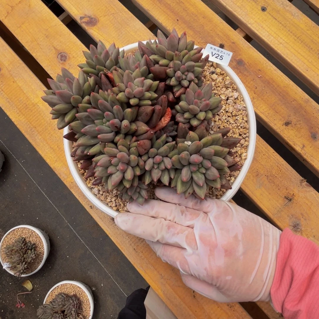 v vvvvvvvvvvv vvvvv25