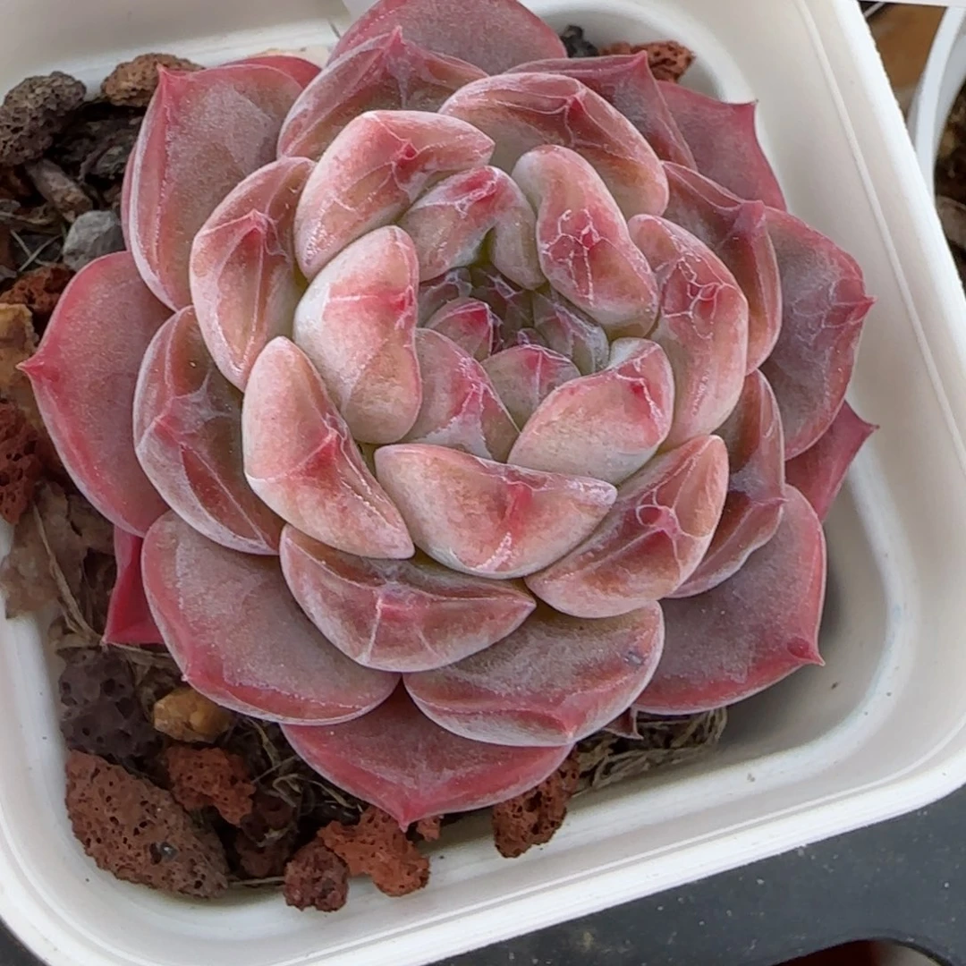 往**生花语逸镜0206-696