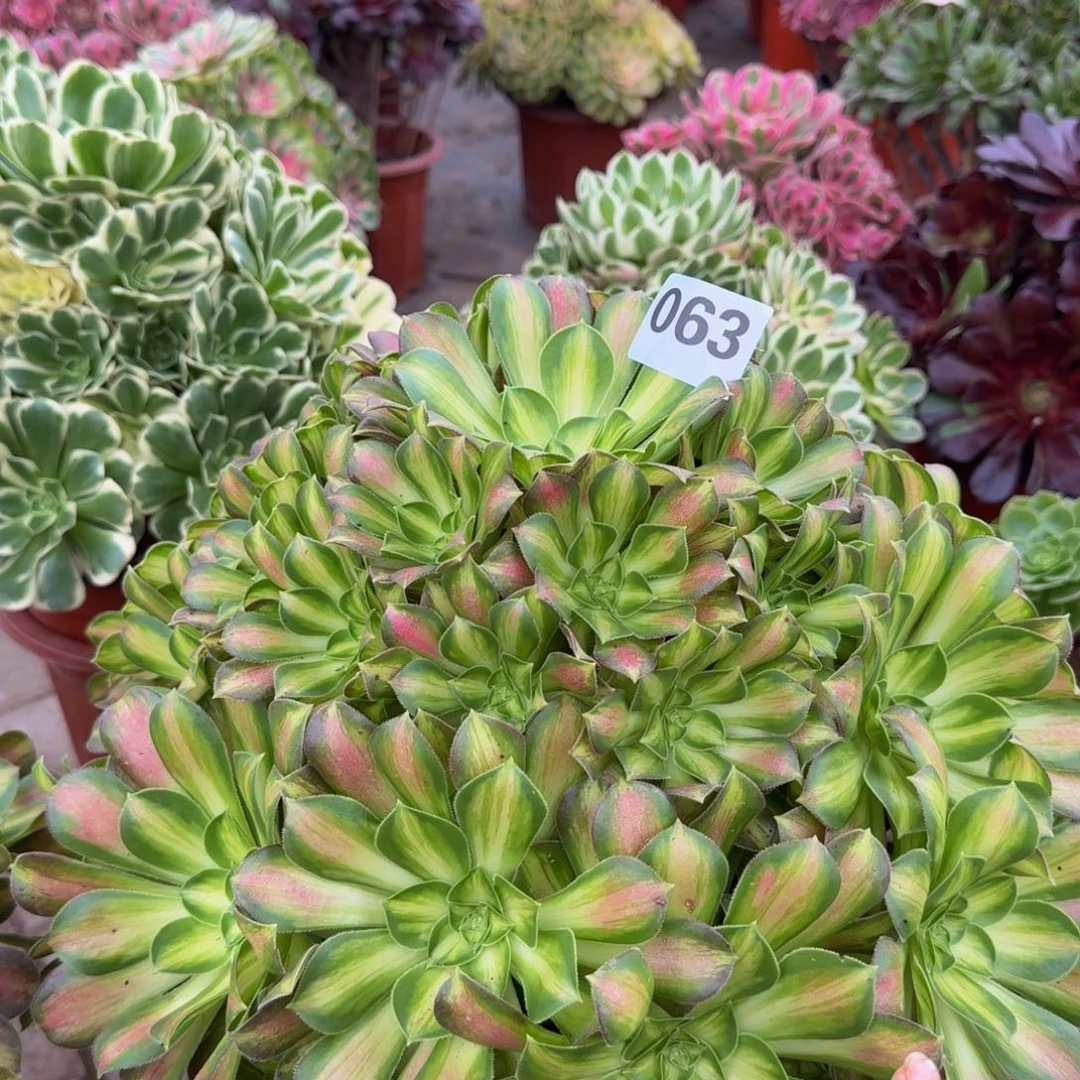 黑***珠多肉植物063韶华法师