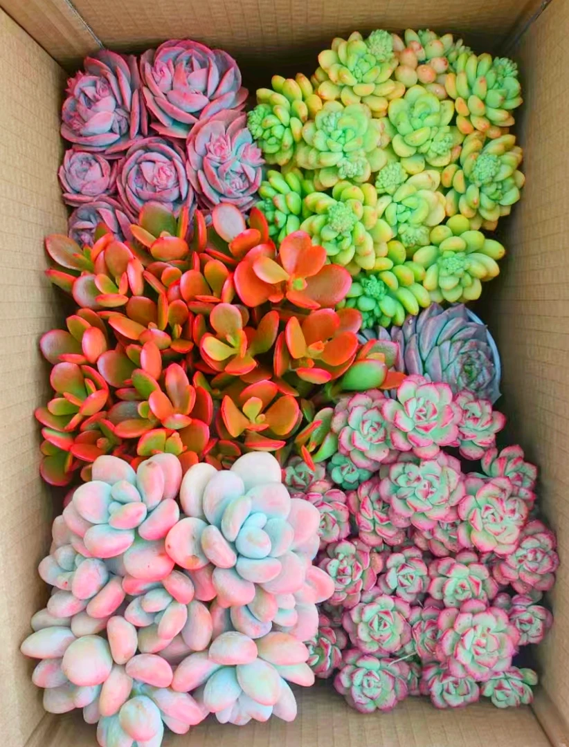 MS满满一大箱，全部挑好的发，4个带盆土，2个脱土，云南基地发。