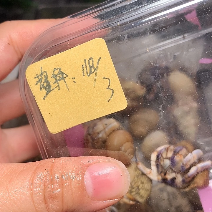 鳌拜专拍奔跑的寄居蟹