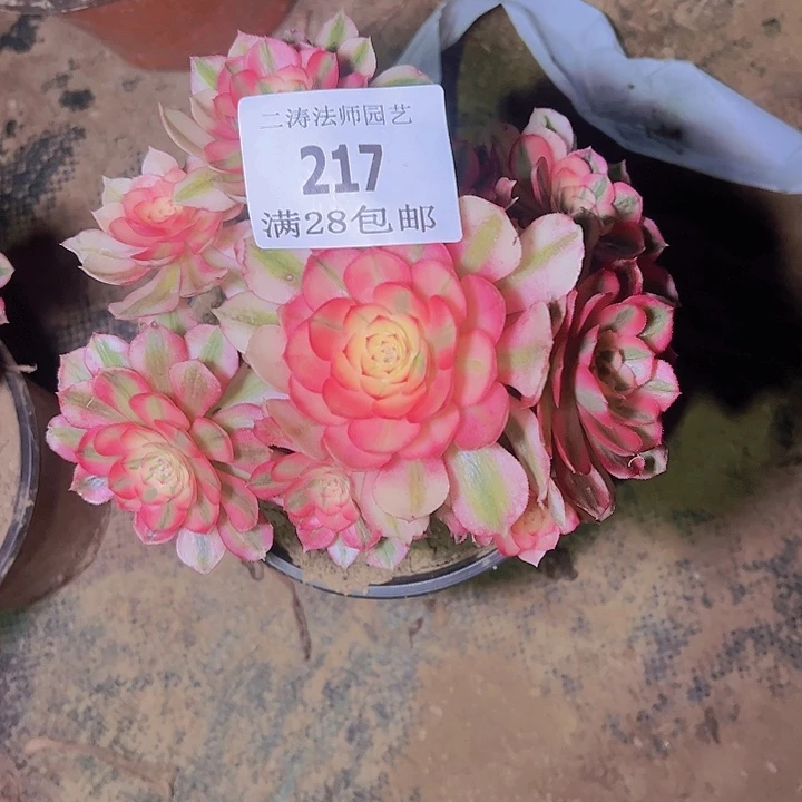 轩***量217倾城多肉植物老桩