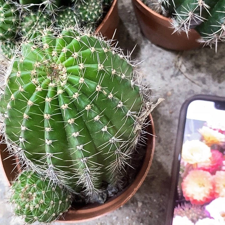 2个精品仙人球，wtuopop