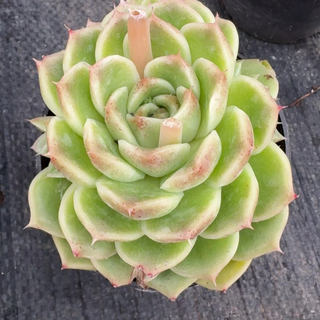 多肉杂交一物一拍27-102