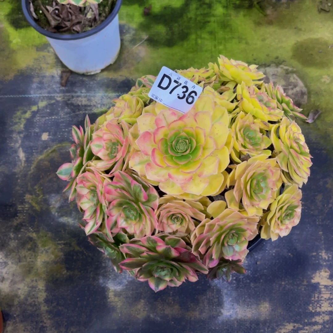 73600雨荷福利可以拍