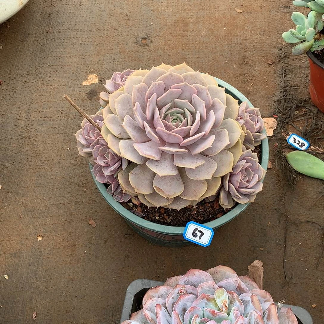 67紫蝶一物一拍多肉