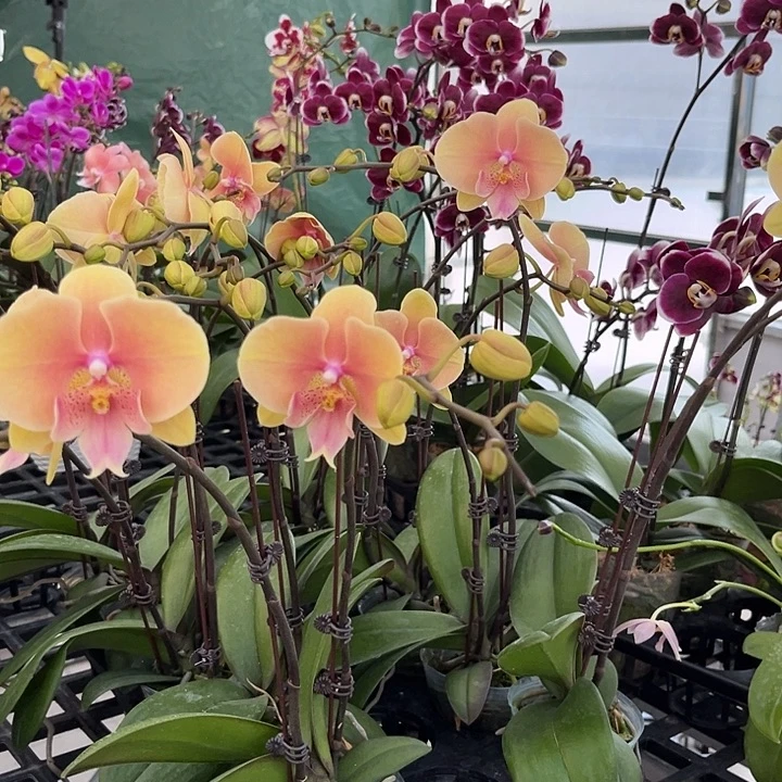 大部分花苞少量开放508