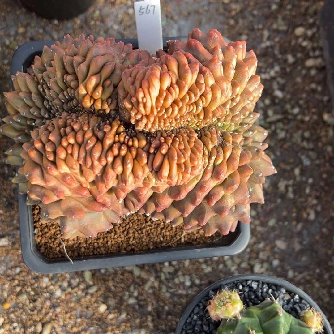 新****y泰系实生貘带盆发567