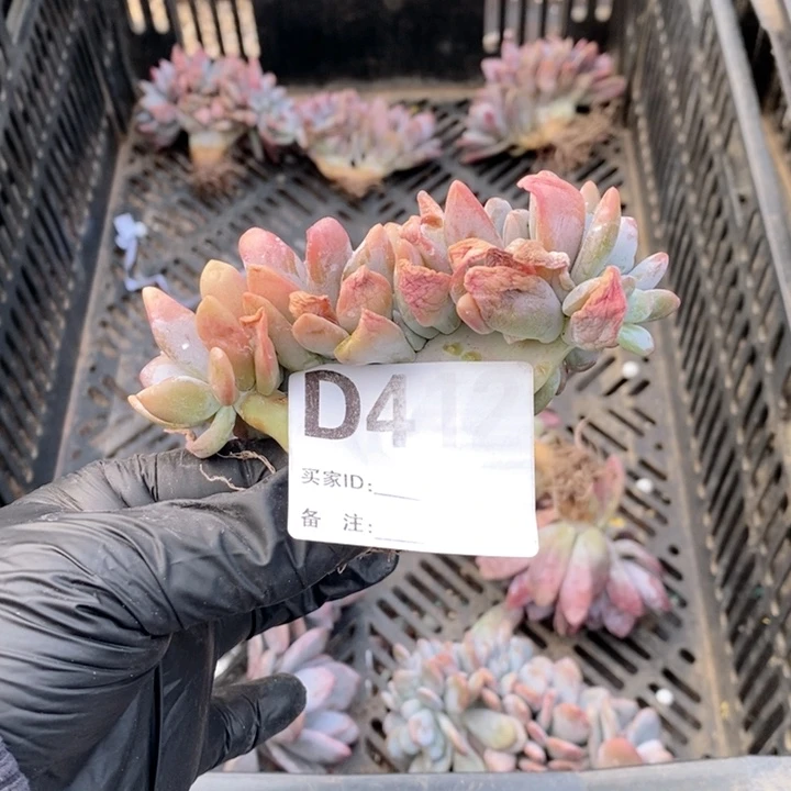 彩***糖412 粉兔缀哇哇哇呀