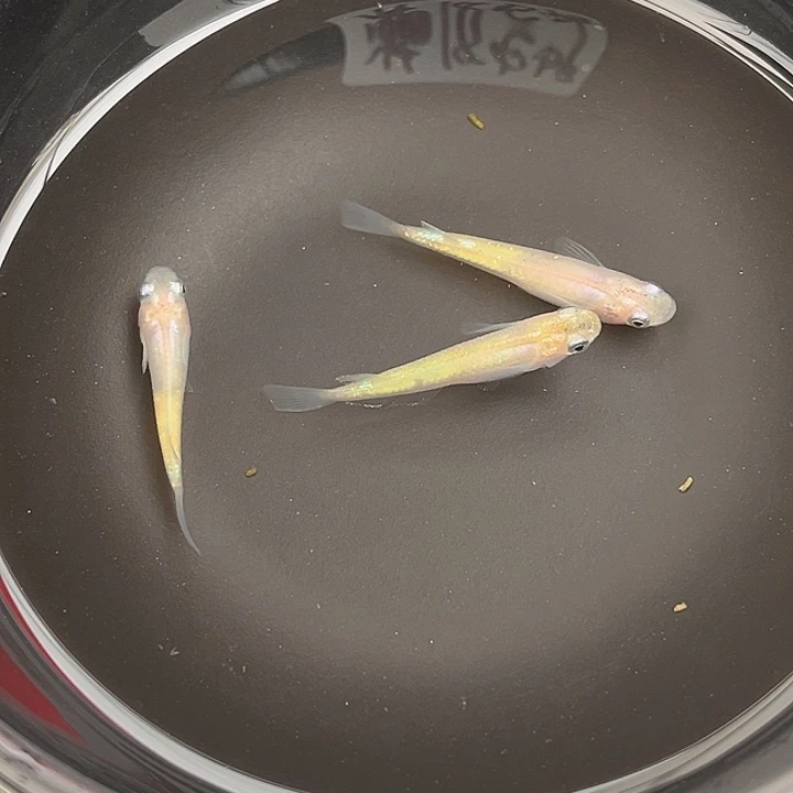 青鳉鱼萤火虫3条12号