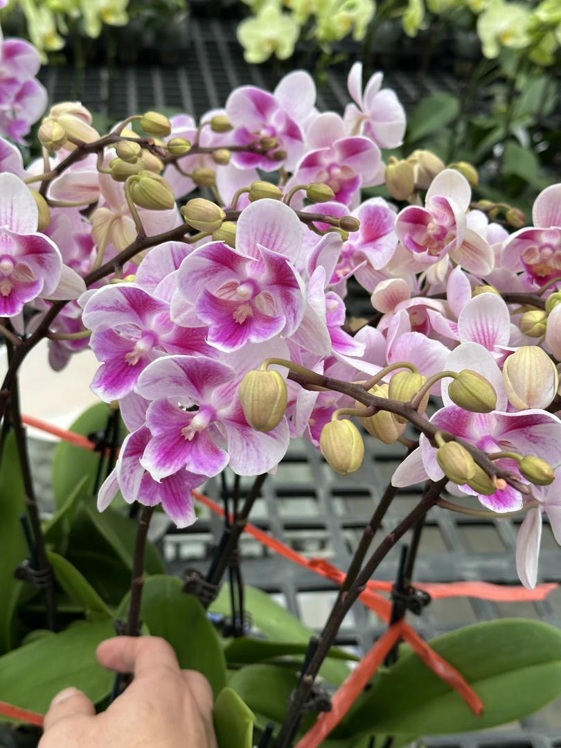 【电风扇】蝴蝶兰基地直发四季鲜花乔迁送礼组盆好养