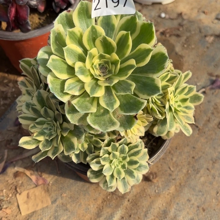 迈巴赫多肉法师2197