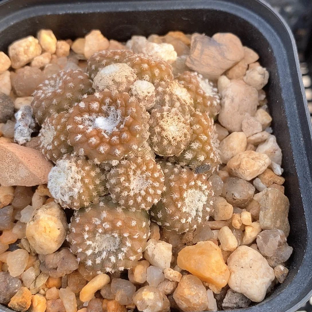 澄*土土土花花花花花花花花