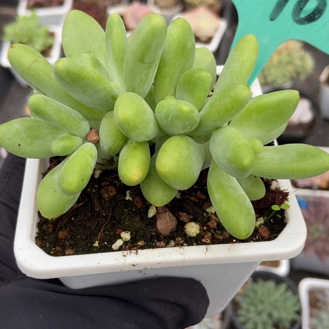 1596芒果奶多肉植物