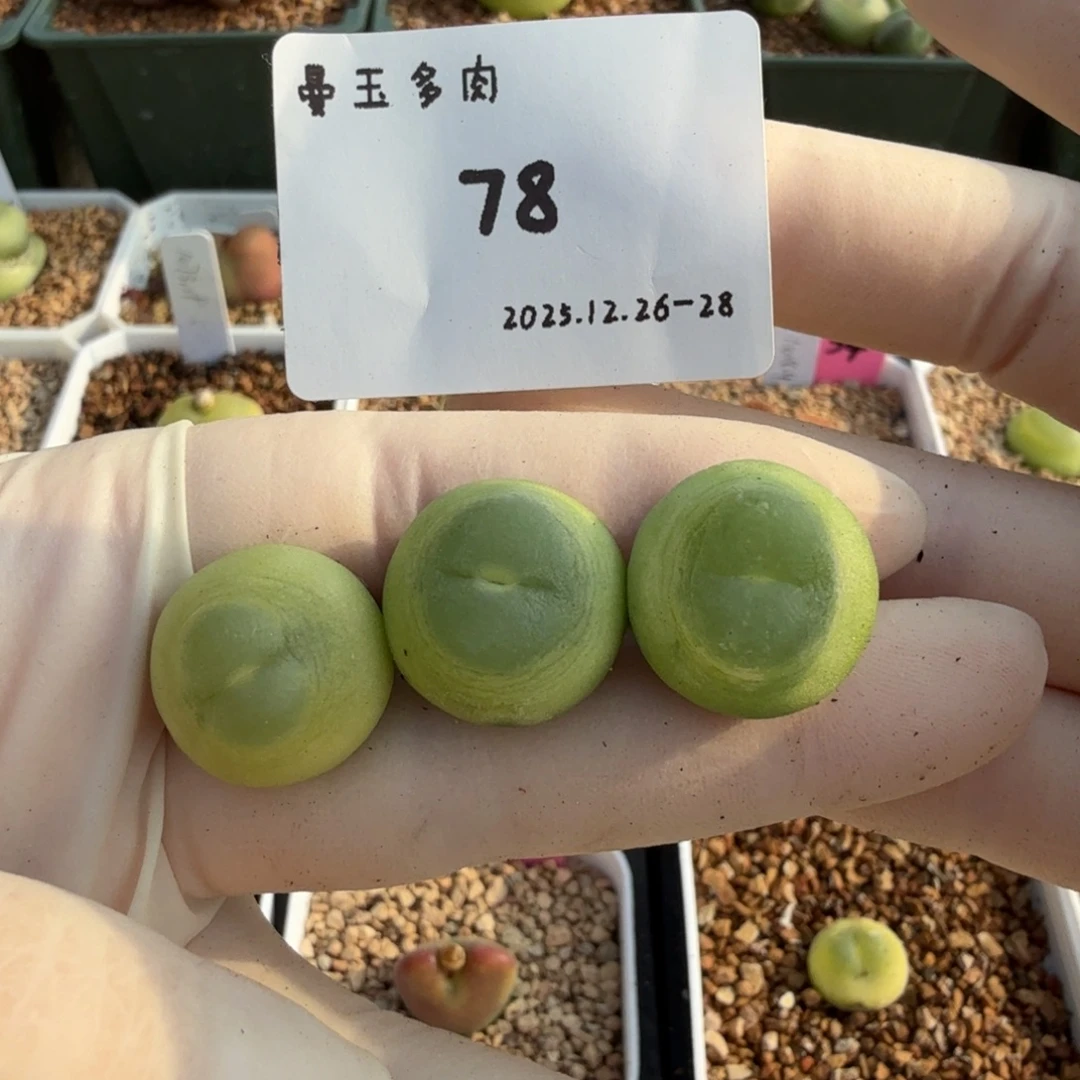 多肉多肉多肉12-078 3颗尺寸1.7