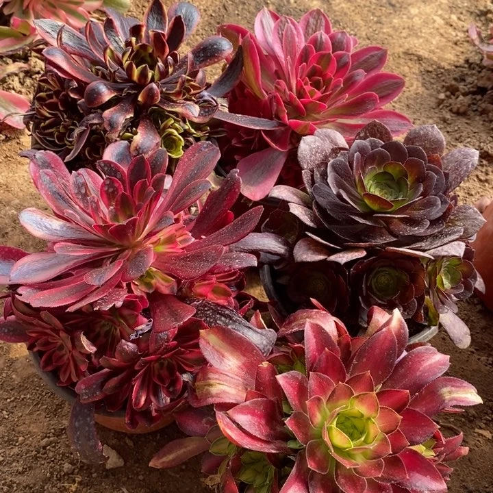 5颗法师手捧组合1111