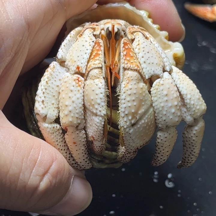 闪1哈密瓜毛球3.3口径