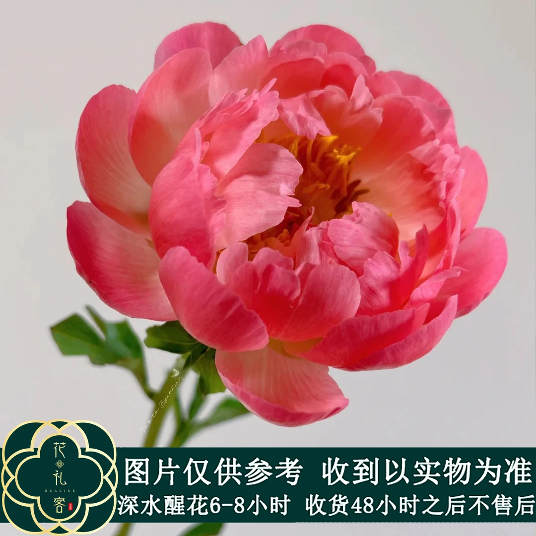 七叶花坊# 【新西兰进口落日珊瑚芍药】高品质重瓣芍药 鲜花优选