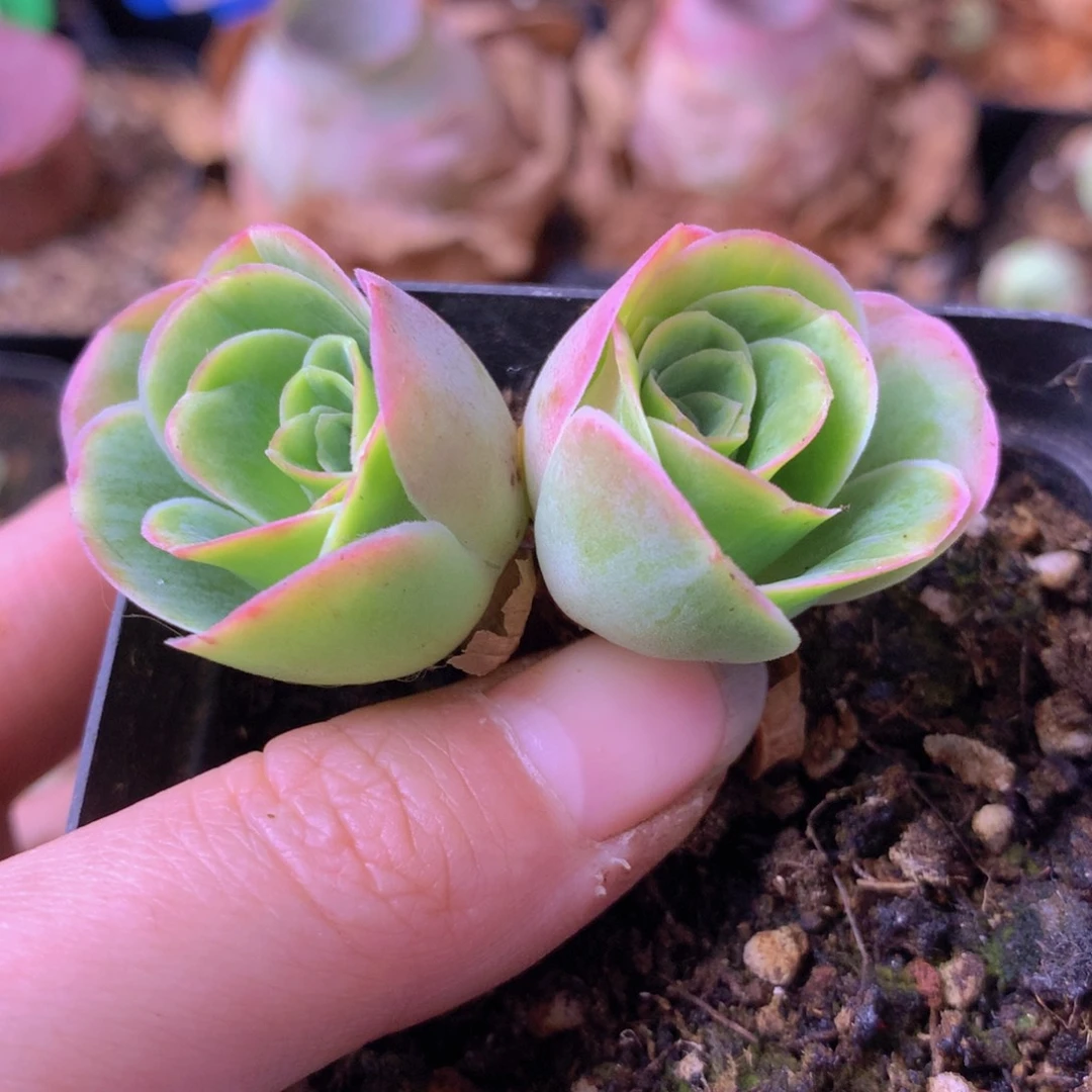 一物一拍果粒橙277