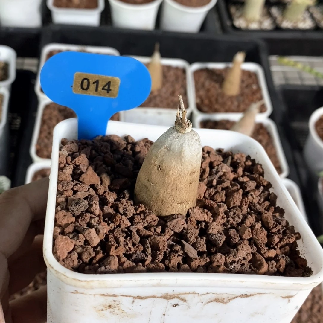 布鲁牵牛多肉植物