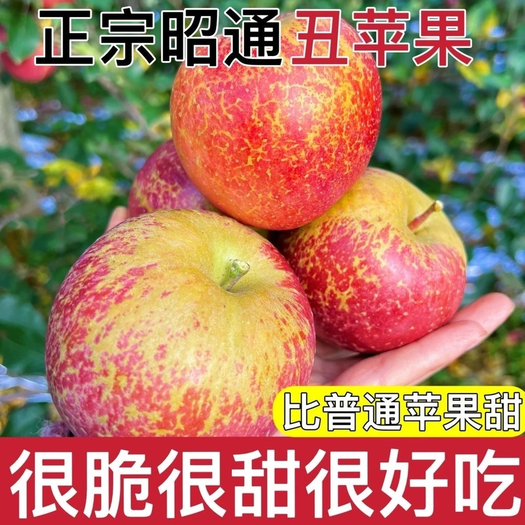 云南昭通冰糖心丑苹果新鲜现摘脆甜多汁水果产地直发