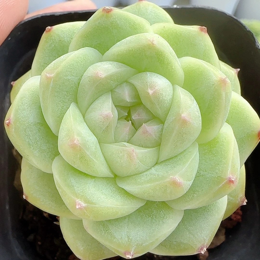 【闪购商品】0920-4包子麦杆