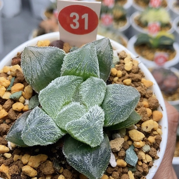 31梦露巨大化111111111